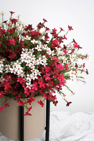 Wax Flower Bush 40cm