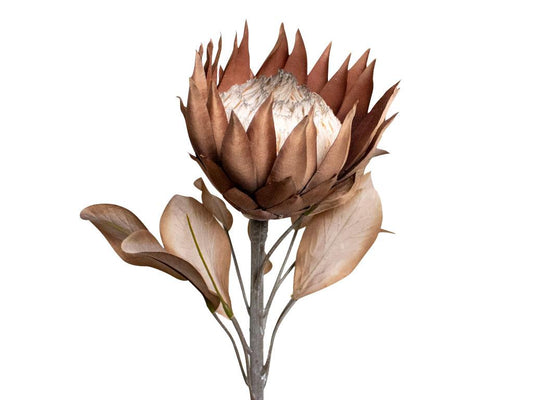 Dried Look Protea Large