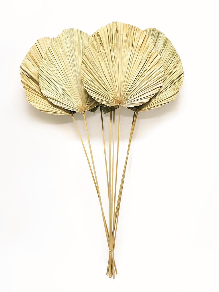 Palm Leaf