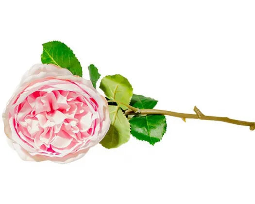 Peony Rose | Light Pink