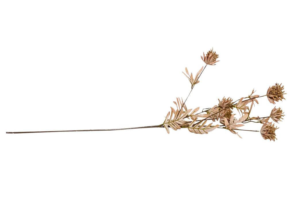 Dried Look Milk Thistle | Brown