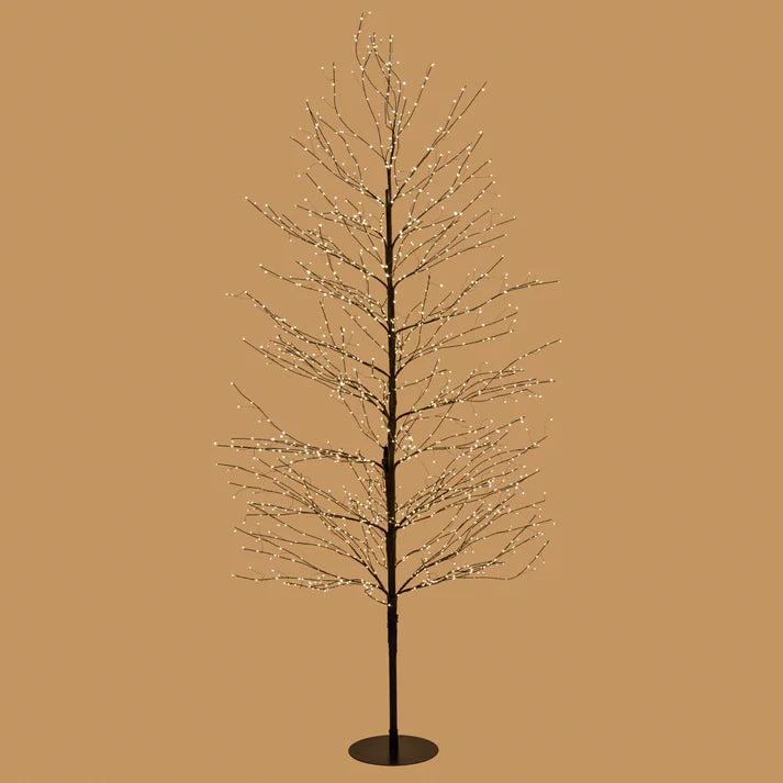 Black Willow Tree