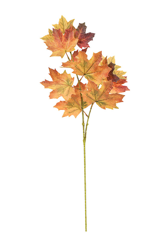 Autumnal Maple Leaves