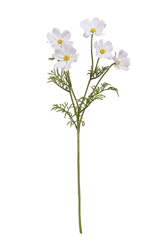 Cosmos Spray