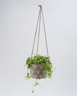 Bee Planters hanging