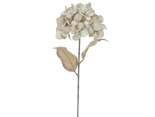 Dried Look Hydrangea