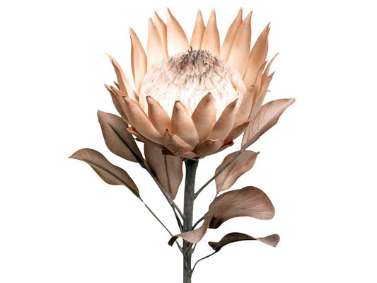 Large Dried Look Protea
