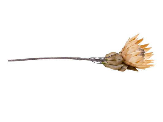 Large Dried Look Protea