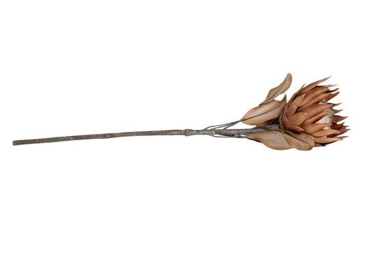 Dried Look Protea Large