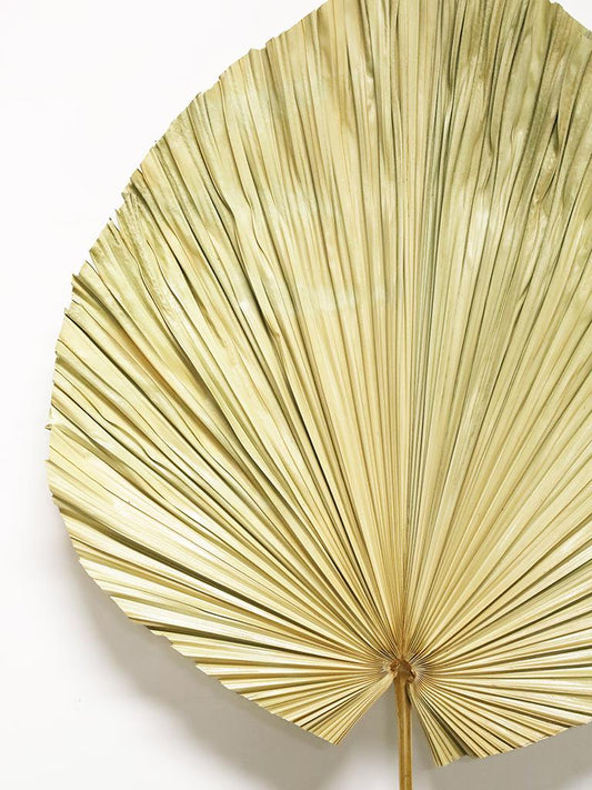 Palm Leaf