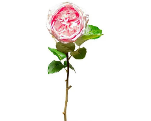 Peony Rose | Light Pink