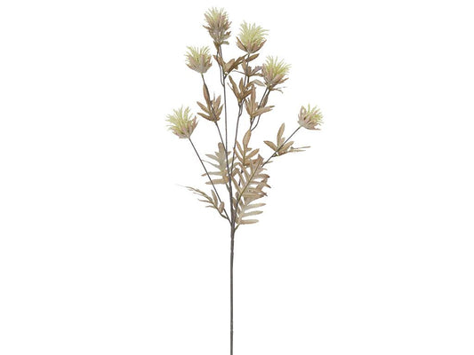 Dried Look Milk Thistle | White