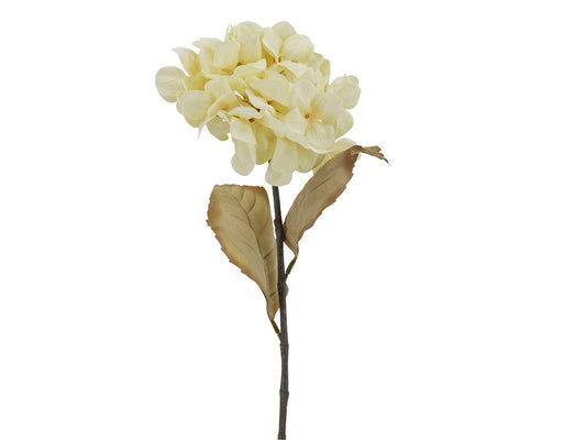 Dried Look Hydrangea