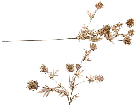 Dried Look Milk Thistle | Brown