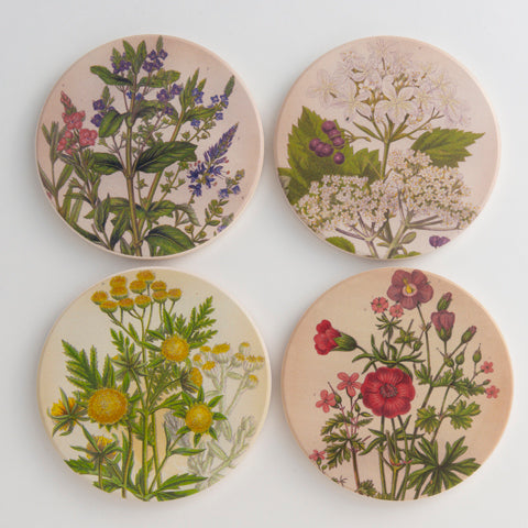 Coasters Medicinal Plants